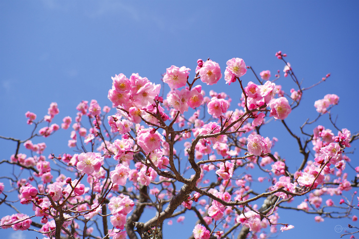 ペンタックス HD PENTAX-DA 35mmF2.8 Macro Limited ／ 京都 長岡
